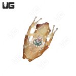 ug_cinnamon_tree_frog_2.jpg