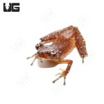 ug_cinnamon_tree_frog_4.jpg