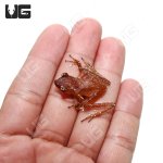 ug_cinnamon_tree_frog_3.jpg