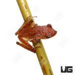ug_cinnamon_tree_frog_1.jpg