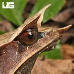 ug_Adult_Long_Nosed_Horned_Frog_8.jpg