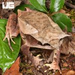 ug_Adult_Long_Nosed_Horned_Frog_6.jpg