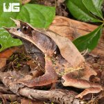 ug_Adult_Long_Nosed_Horned_Frog_5.jpg