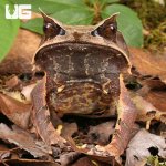 ug_Adult_Long_Nosed_Horned_Frog_1.jpg
