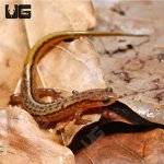 ug_two_line_salamander_4.jpg