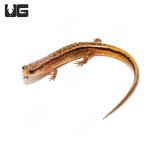ug_two_line_salamander_3.jpg