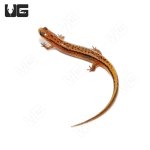 ug_two_line_salamander_2.jpg