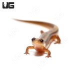 ug_two_line_salamander_1.jpg