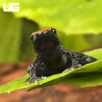 ug_Mahogany_Frog_1.jpg