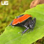 ug_Mahogany_Frog_2.jpg