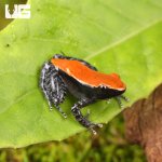 ug_Mahogany_Frog_3.jpg