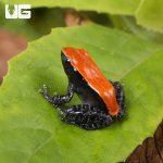 ug_Mahogany_Frog_4.jpg