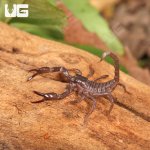 ug_Baby Minotaur Scorpion_4.jpg