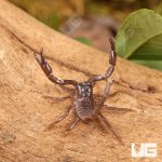 ug_Baby Minotaur Scorpion_3.jpg