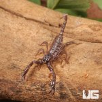 ug_Baby Minotaur Scorpion_2.jpg
