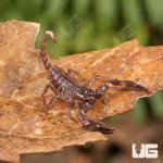ug_Baby Minotaur Scorpion_1.jpg