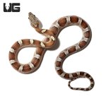ug_caramel_blood_cornsnake_4.jpg