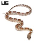ug_caramel_blood_cornsnake_3.jpg