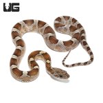 ug_caramel_blood_cornsnake_2.jpg