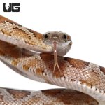 ug_caramel_blood_cornsnake_1.jpg