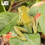 ug_Jade Tree Frog_4.jpg