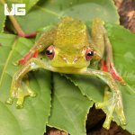 ug_Jade Tree Frog_3.jpg