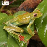 ug_Jade Tree Frog_2.jpg