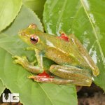 ug_Jade Tree Frog_1.jpg