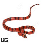 ug_Het_Hypo_PH_Albino_Tangerine_Honduran_Milksnake_4.jpg