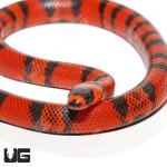 ug_Het_Hypo_PH_Albino_Tangerine_Honduran_Milksnake_3.jpg