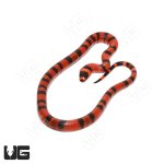 ug_Het_Hypo_PH_Albino_Tangerine_Honduran_Milksnake_2.jpg