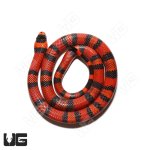 ug_Het_Hypo_PH_Albino_Tangerine_Honduran_Milksnake_1.jpg