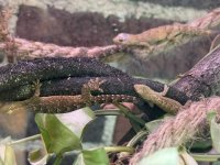 IMG_0242.jpeg