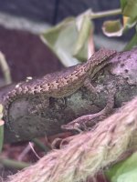 IMG_0241.jpeg