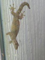 IMG_0240.jpeg