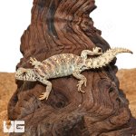ug_Baby_Ornate_Uromastyx_4.jpg