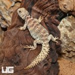 ug_Baby_Ornate_Uromastyx_3.jpg