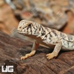 ug_Baby_Ornate_Uromastyx_2.jpg
