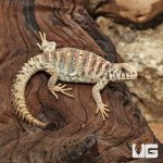 ug_Baby_Ornate_Uromastyx_1.jpg