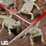 ug_Sub_Adult_Ornate_Uromastyx_Trio_4.jpg