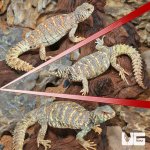 ug_Sub_Adult_Ornate_Uromastyx_Trio_3.jpg