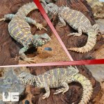 ug_Sub_Adult_Ornate_Uromastyx_Trio_2.jpg