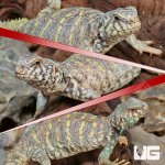 ug_Sub_Adult_Ornate_Uromastyx_Trio_1.jpg