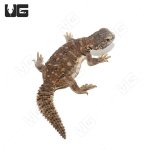 ug_baby_egyptian_uromastyx_4.jpg