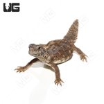 ug_baby_egyptian_uromastyx_3.jpg