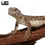 ug_baby_egyptian_uromastyx_2.jpg