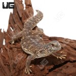 ug_baby_egyptian_uromastyx_1.jpg