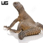 ug_juvenile_egyptian_uromastyx_4.jpg