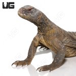 ug_juvenile_egyptian_uromastyx_3.jpg
