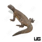 ug_juvenile_egyptian_uromastyx_2.jpg